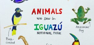 Animals we saw in Iguazu National Park