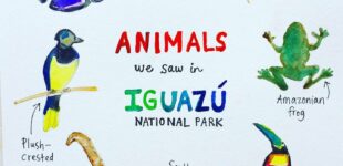Animals we saw in Iguazu NAP